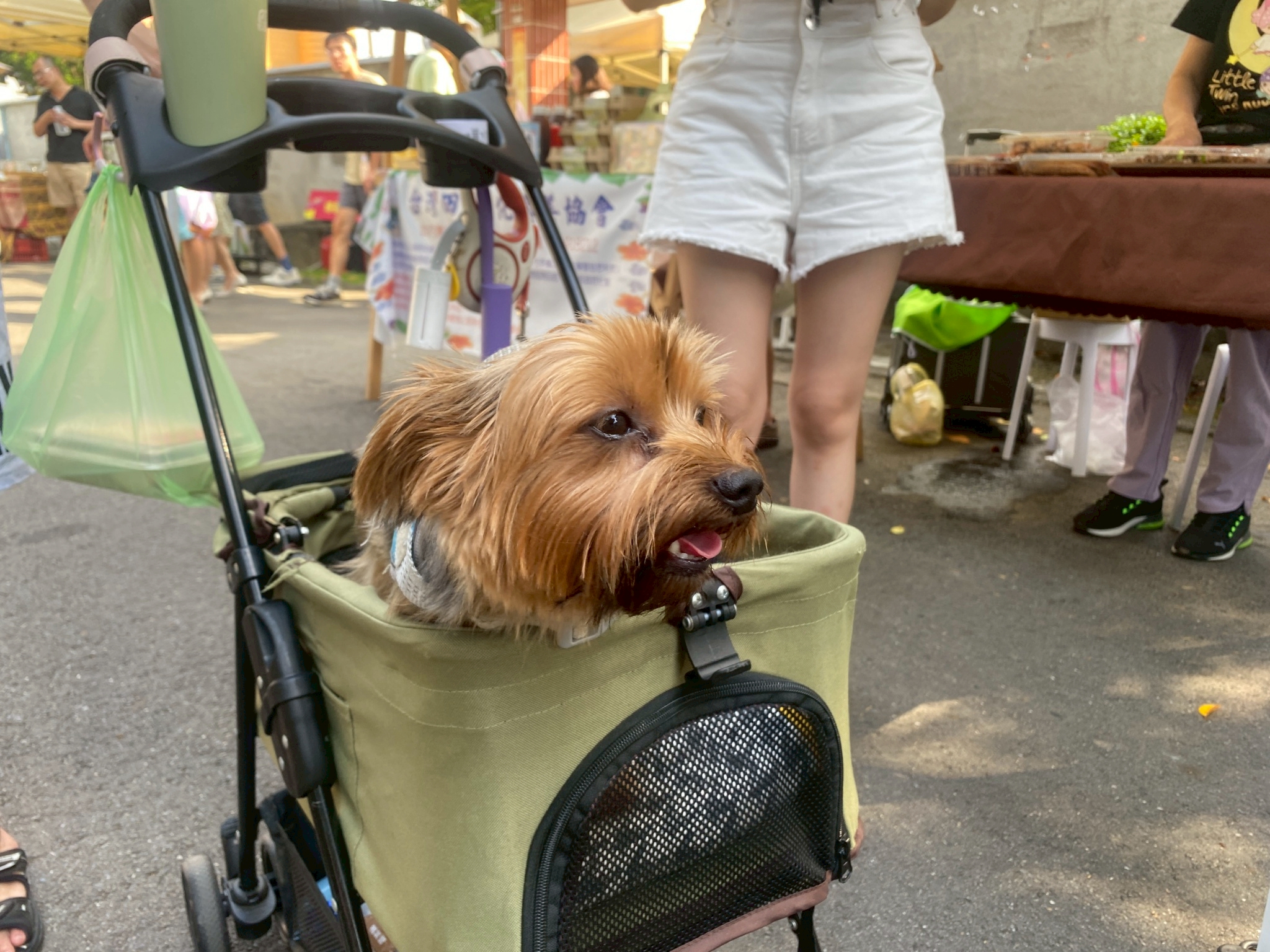 LINE ALBUM 625 6月寵物市集貼文 250625 26