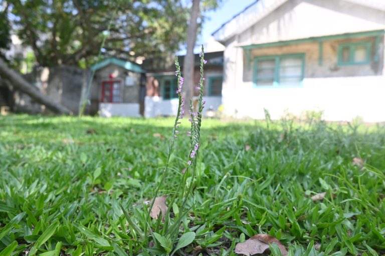 在馬村遇見一朵朵花