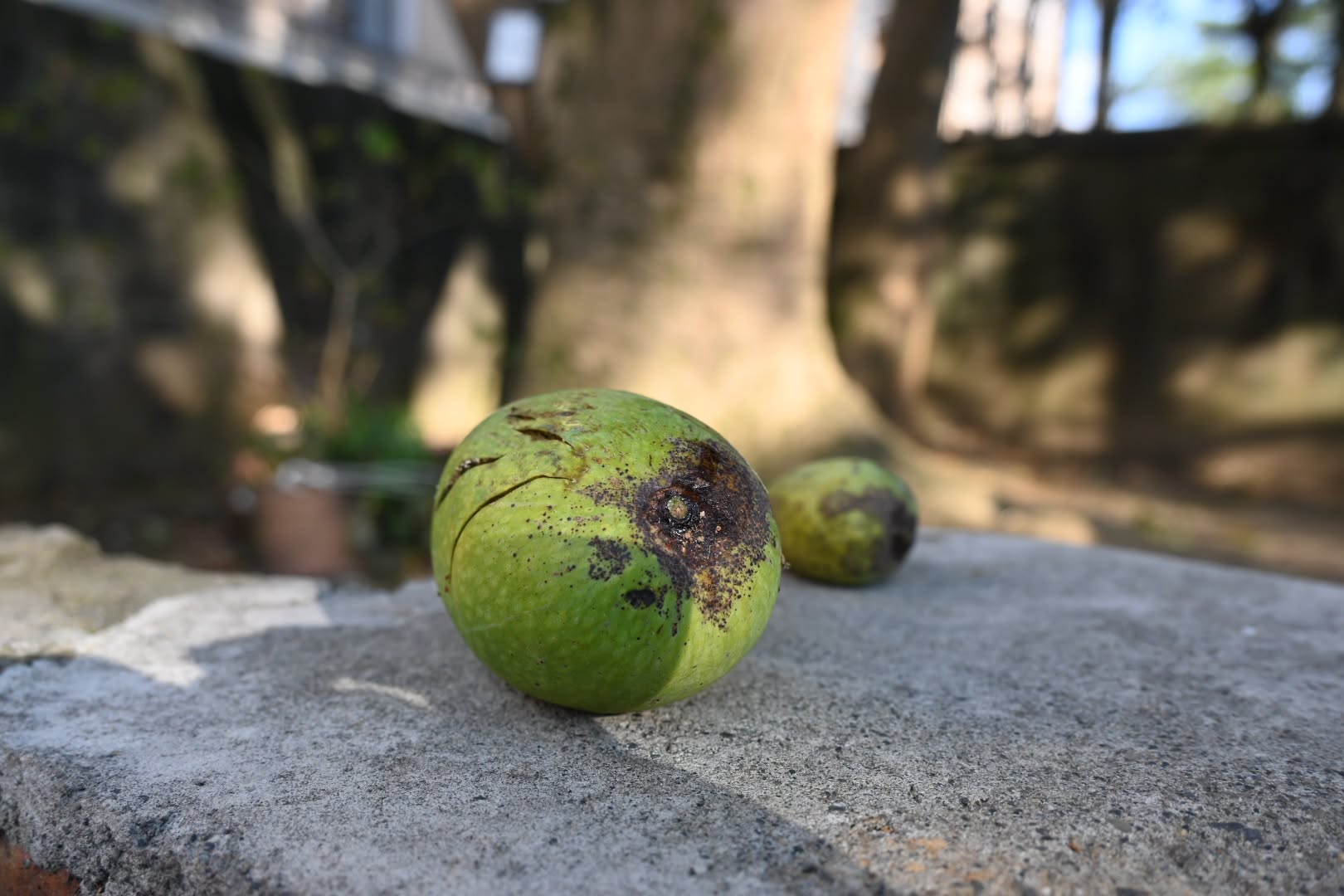 Read more about the article 馬村小日常｜果樹結果了